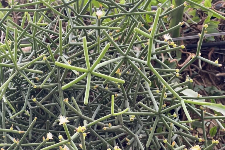 rhipsalis grandiflora: care and propagation guide