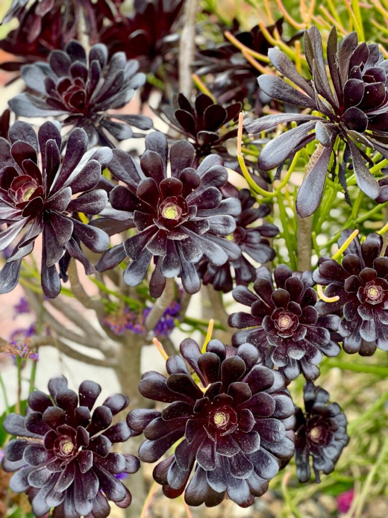 aeonium arboreum zwartkop