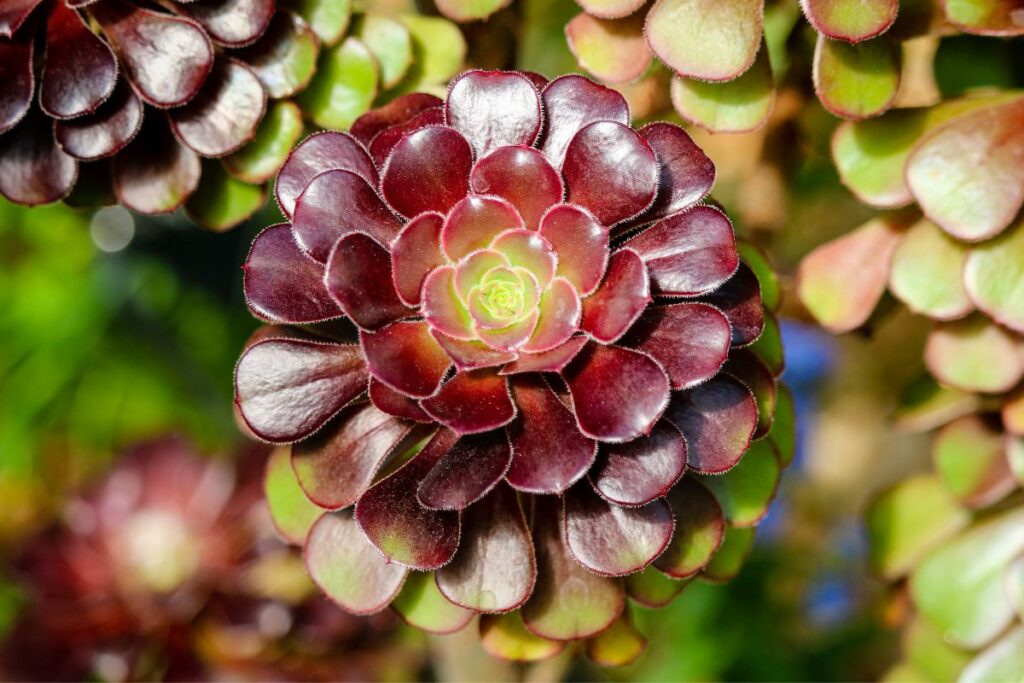 aeonium black rose