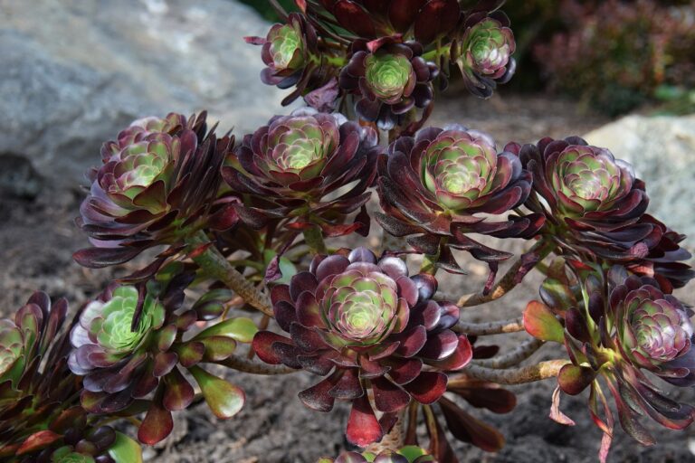 cyclops aeonium: care and propagation guide
