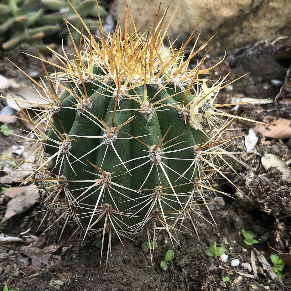 helianthocereus poco