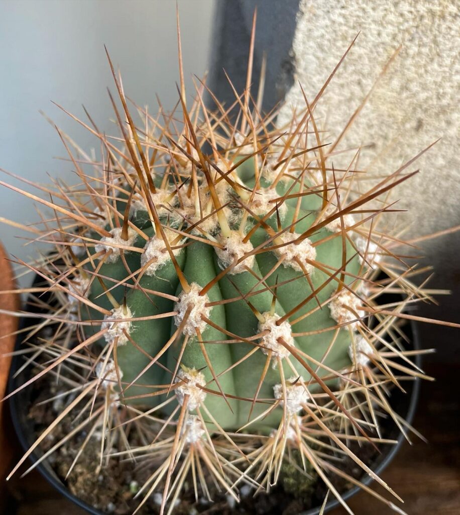 helianthocereus poco