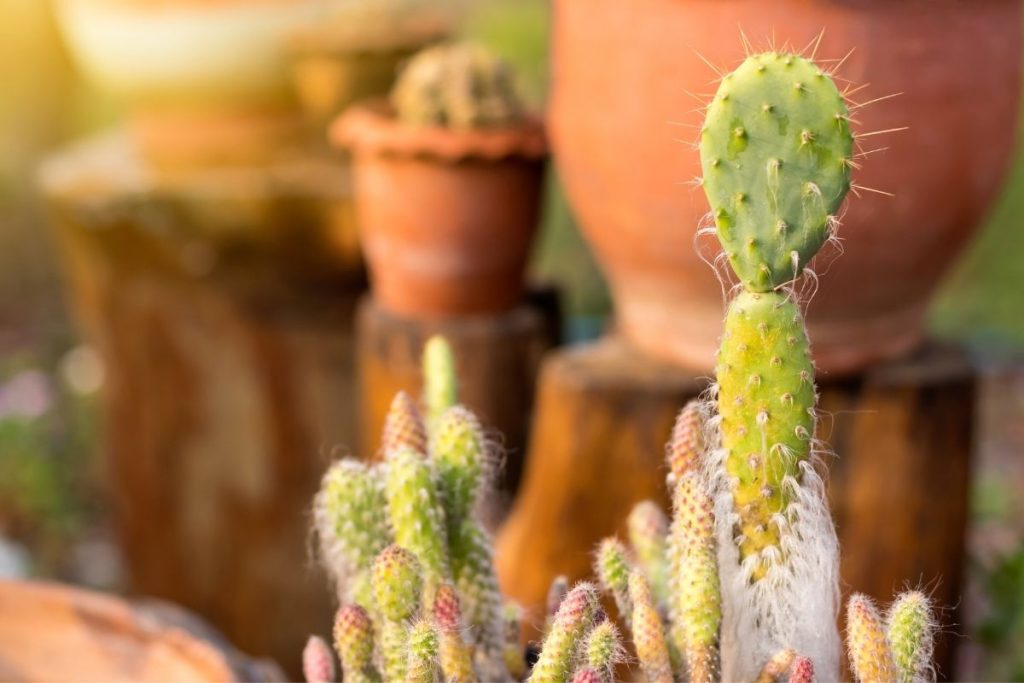 how to revive a cactus