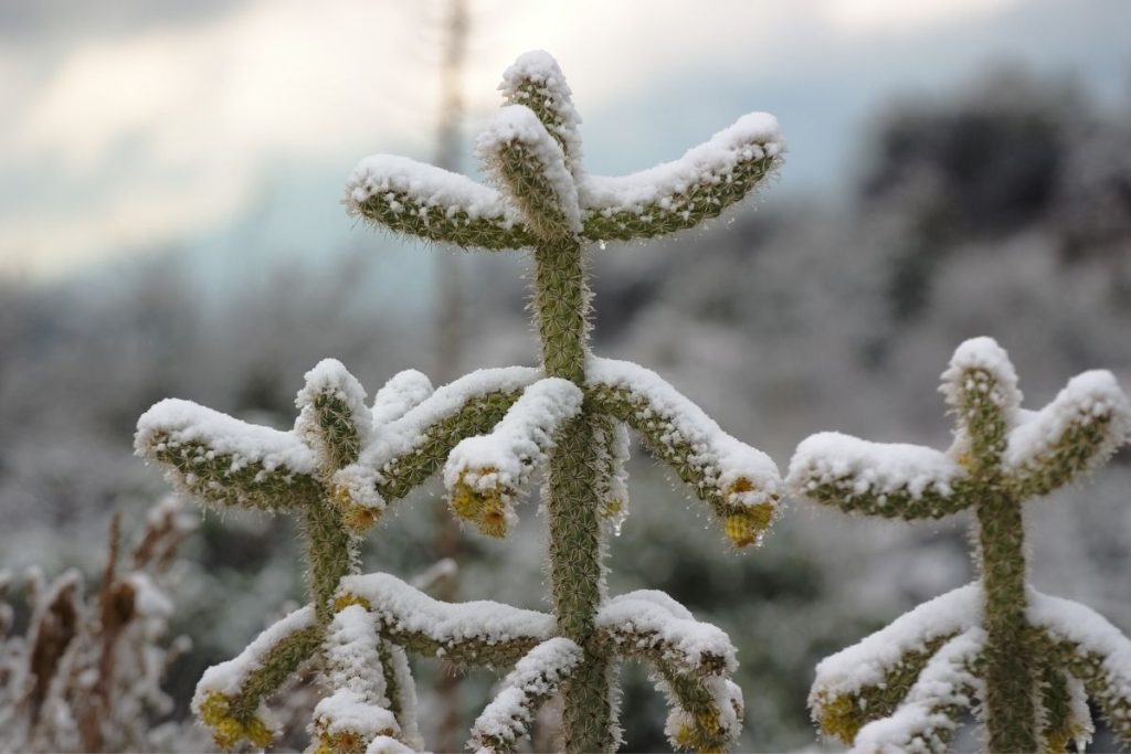 how to revive a cactus from cold damage