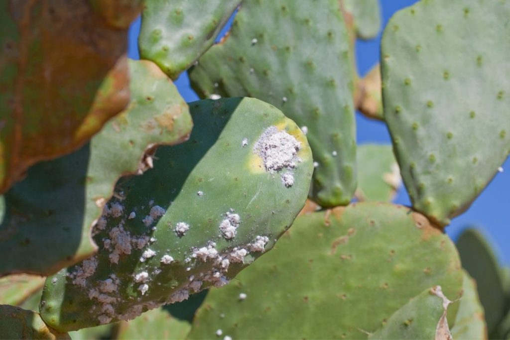 how to revive a cactus eaten by pests