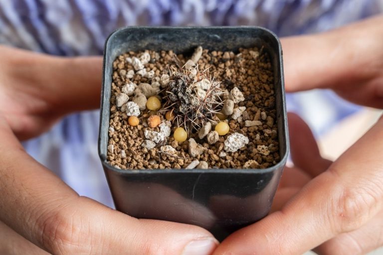 How to Revive a Cactus from the Brink of Disaster Succulent Alley
