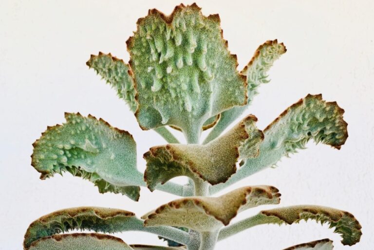 kalanchoe beharensis fang: care and propagation guide