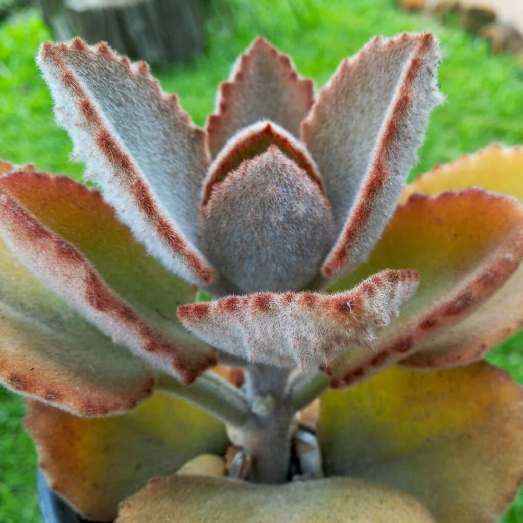 kalanchoe beharensis fang