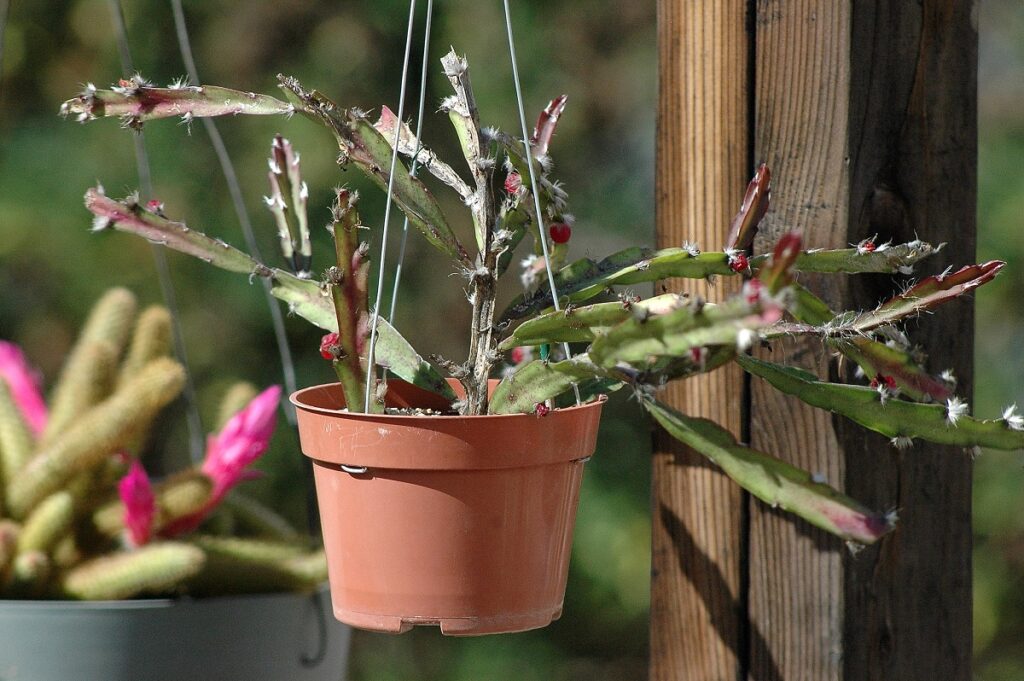 rhipsalis cruciforme