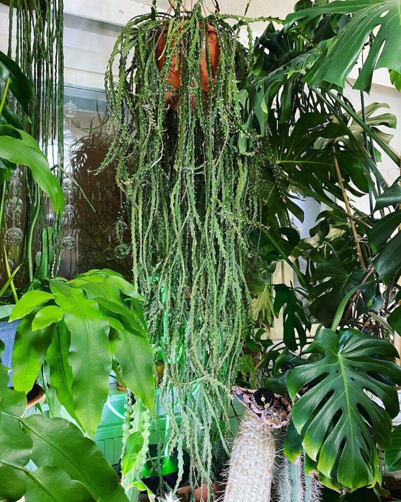 rhipsalis cruciforme