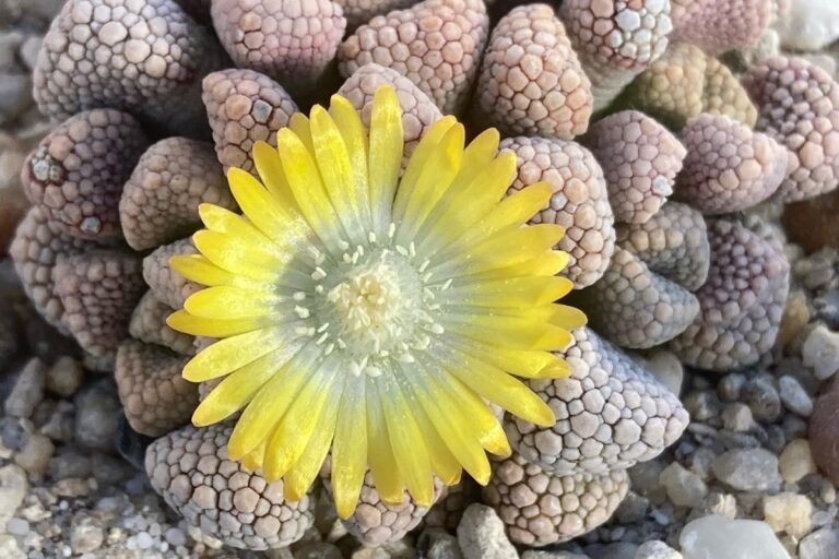 titanopsis schwantesii: care and propagation guide