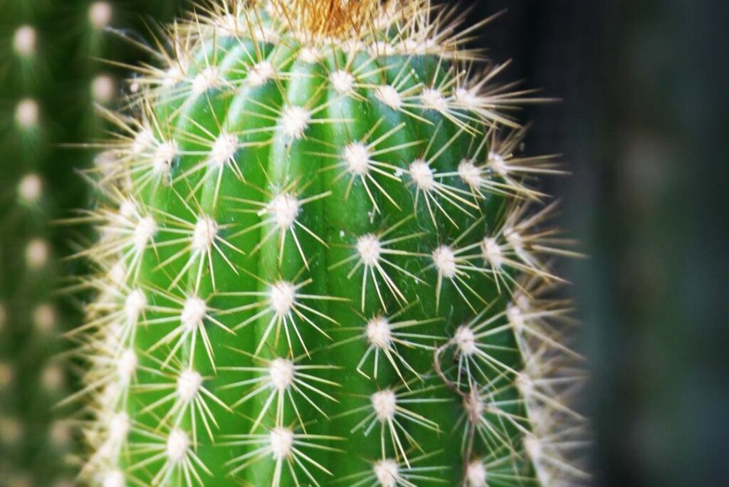 trichocereus shaferi