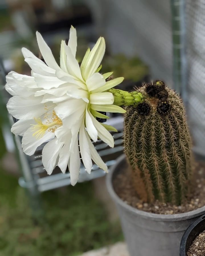 trichocereus shaferi