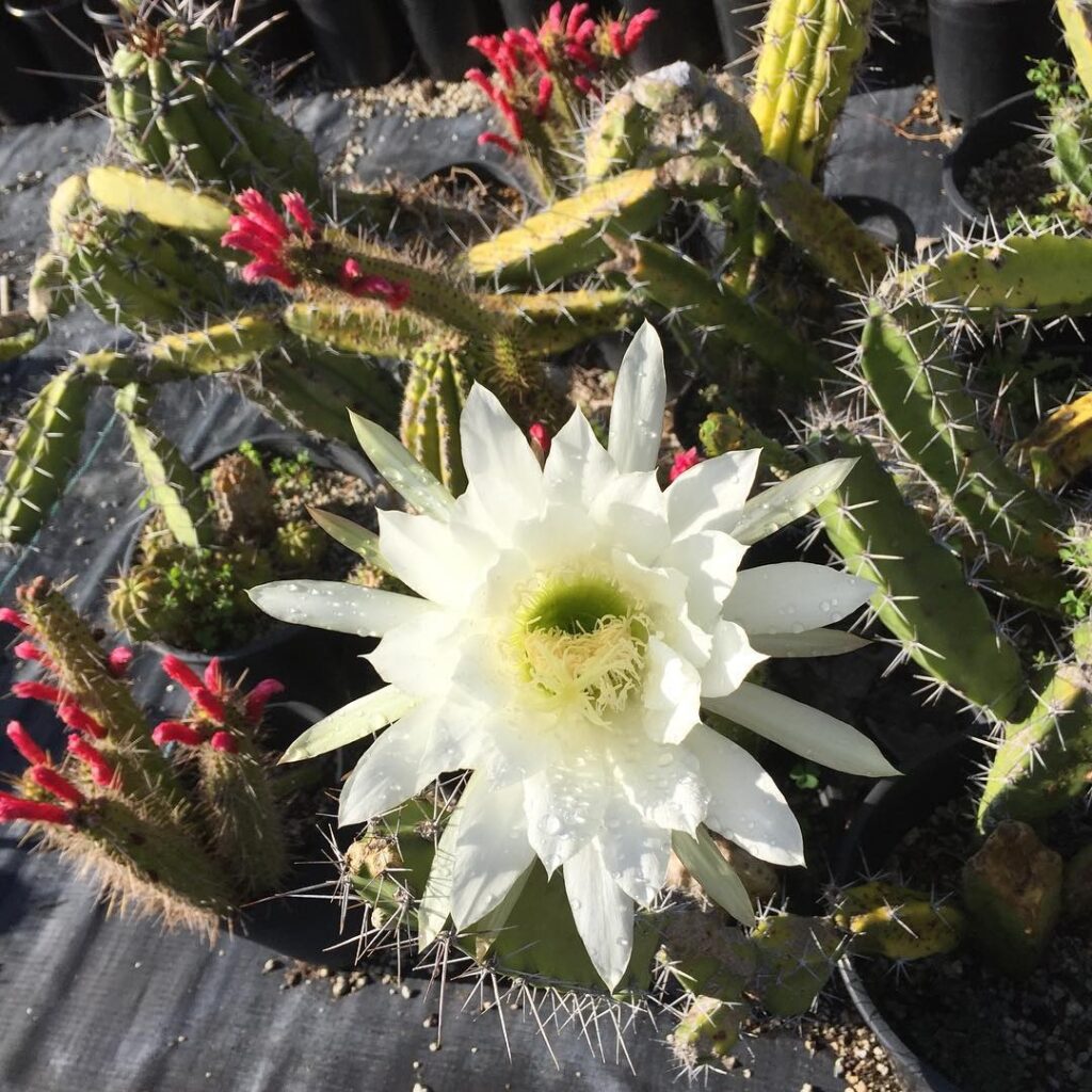 trichocereus shaferi