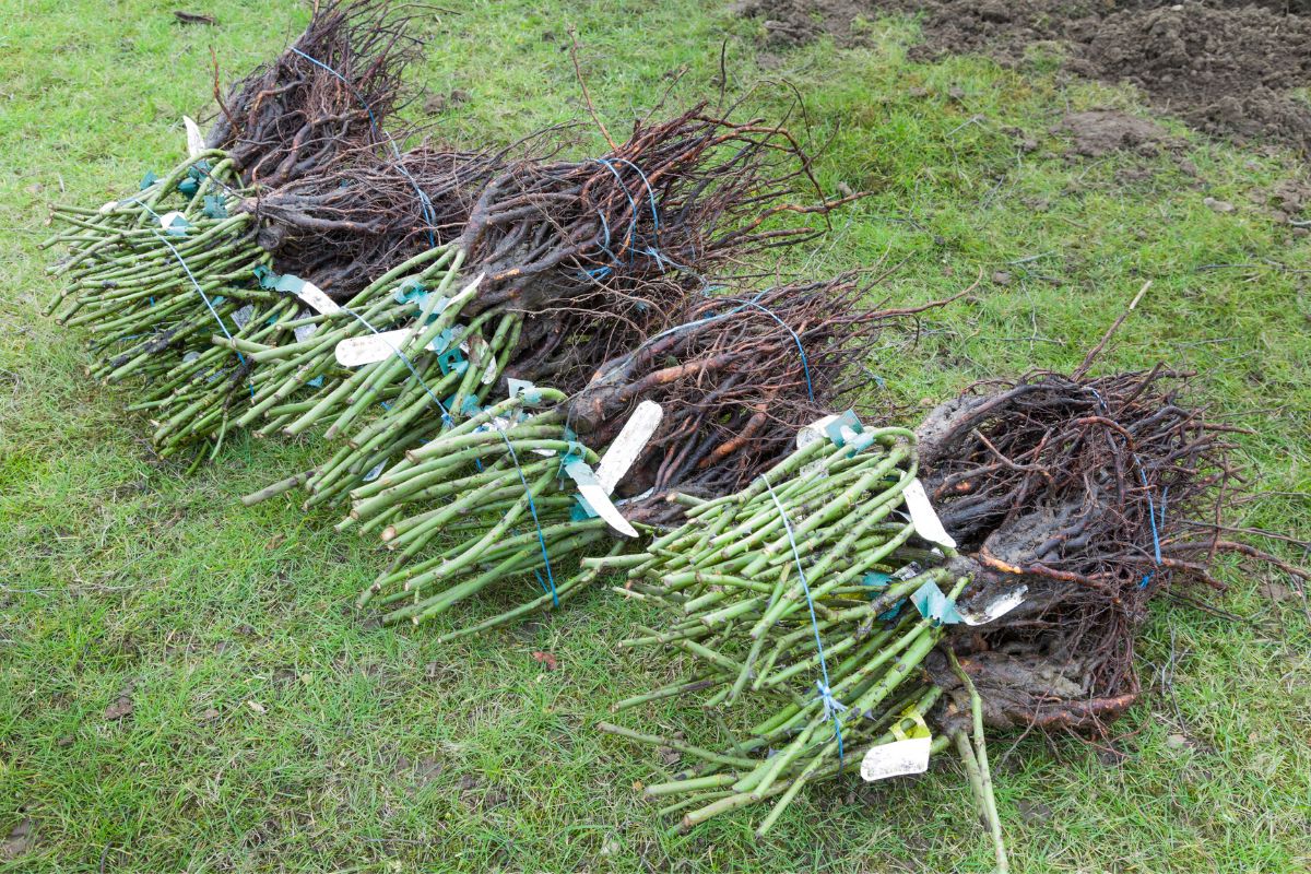 The Ultimate Guide How To Plant A Bare Root Rose Succulent Alley