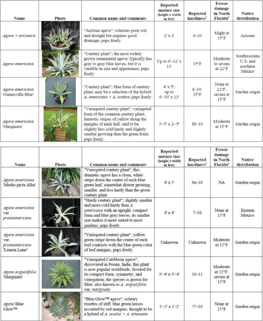 agave identification chart