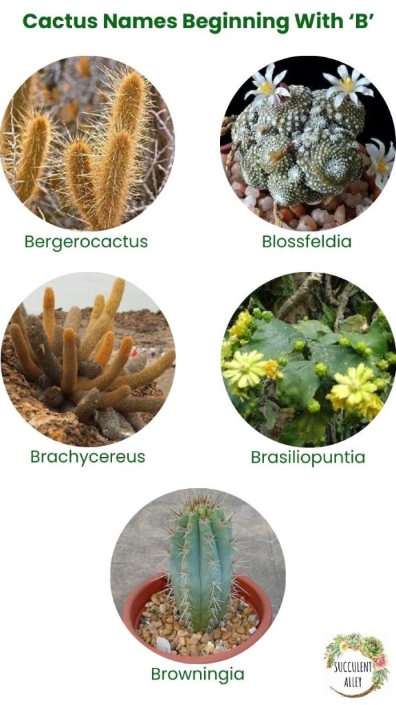 cactus identification chart b