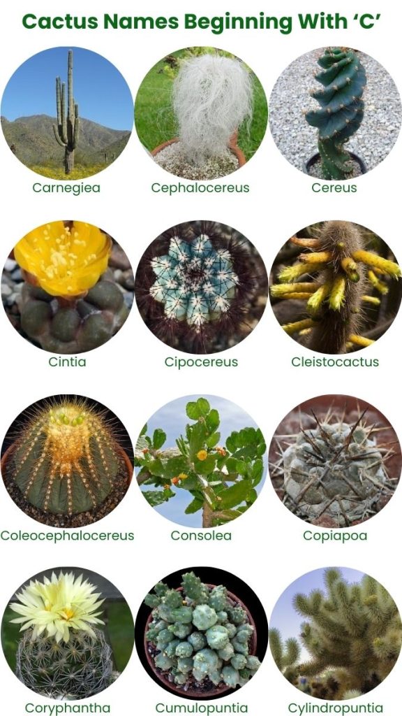 cactus identification chart c