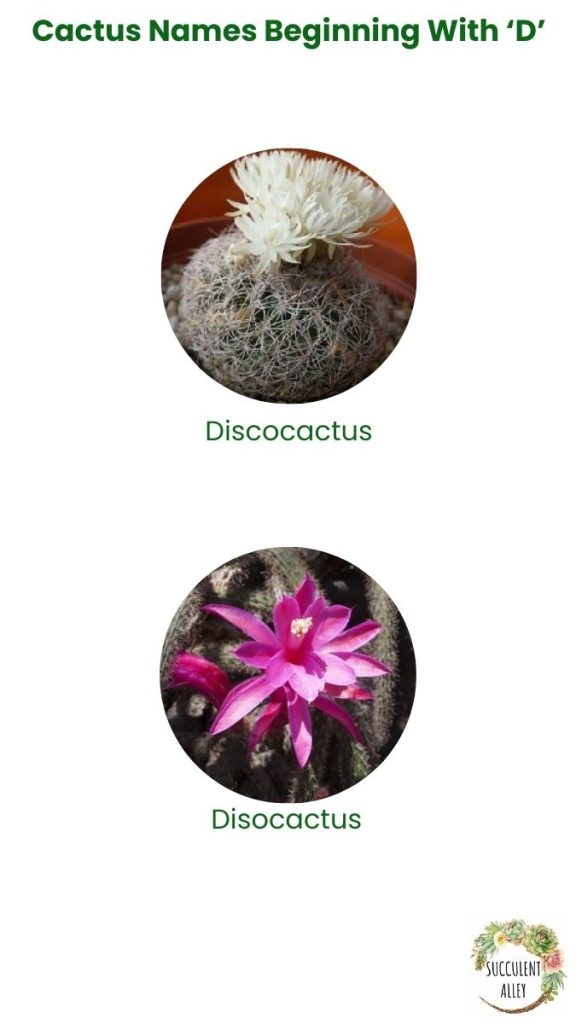 cactus identification chart d