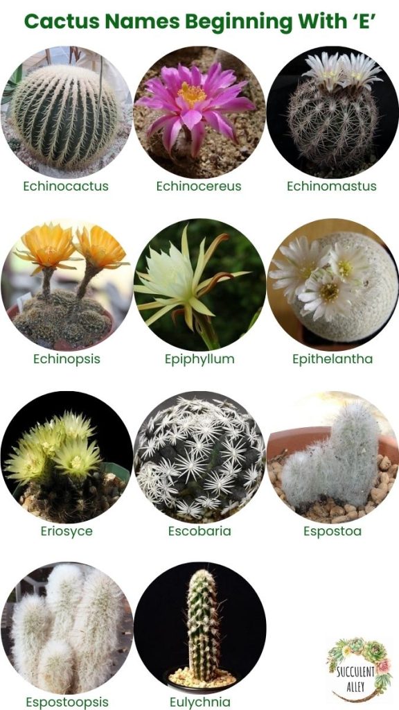 cactus identification chart e