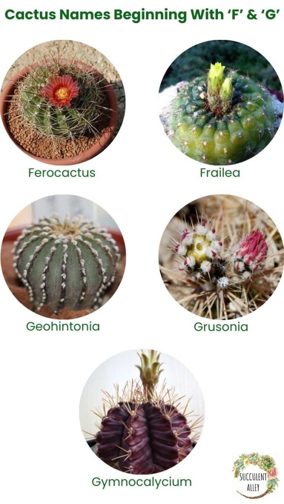 cactus identification chart f g