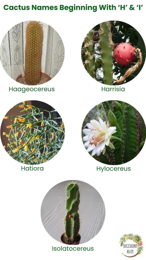 cactus identification chart h i