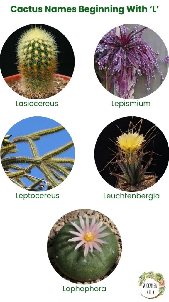 cactus identification chart l