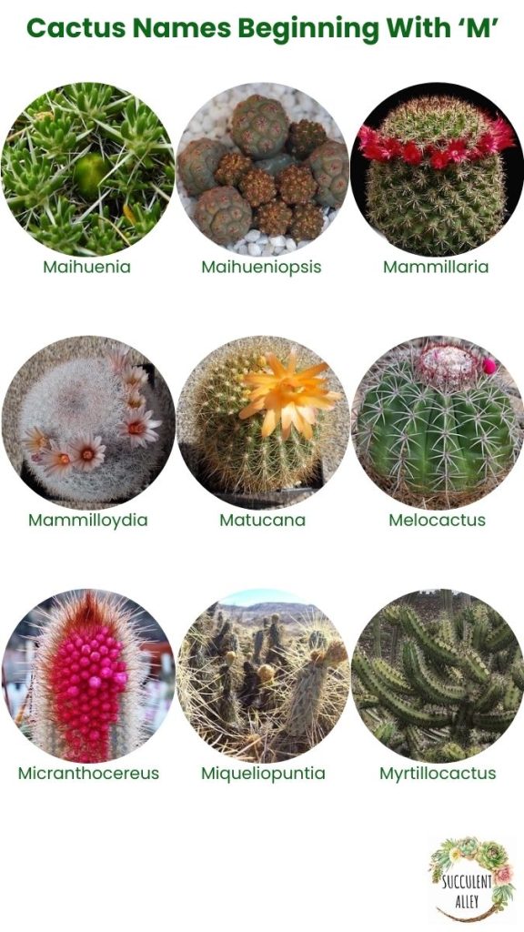 cactus identification chart m