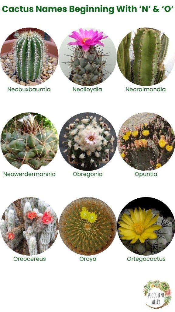 cactus identification chart n o