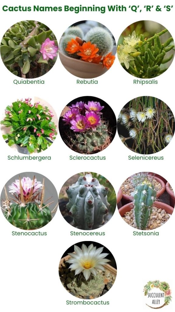cactus identification chart q r s