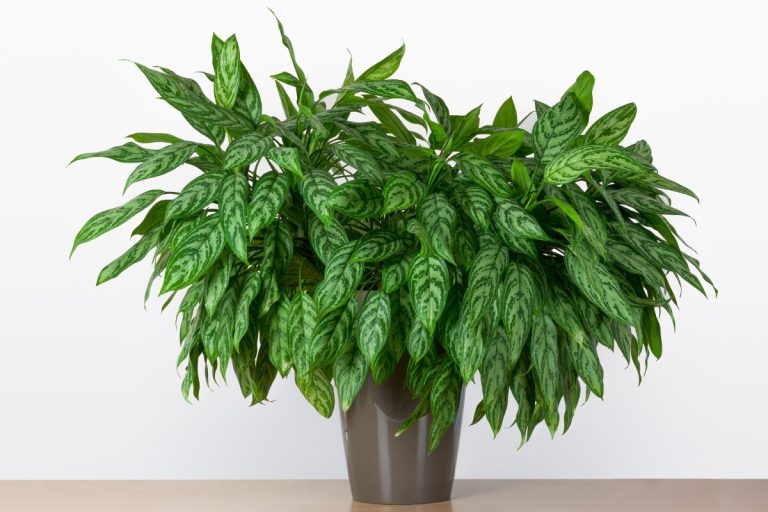 how to take care of a chinese evergreen plant