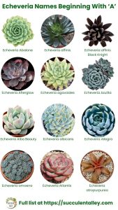 200+ Echeveria Types With Pictures (Echeveria Identification Chart ...