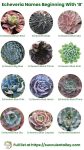 200+ Echeveria Types With Pictures (Echeveria Identification Chart