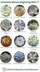 200+ Echeveria Types With Pictures (Echeveria Identification Chart