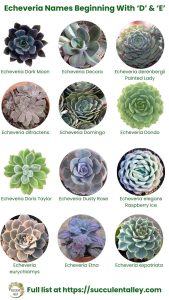 200+ Echeveria Types With Pictures (Echeveria Identification Chart ...