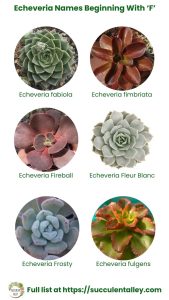 200+ Echeveria Types With Pictures (Echeveria Identification Chart ...