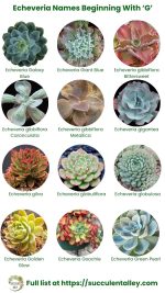 200+ Echeveria Types With Pictures (Echeveria Identification Chart