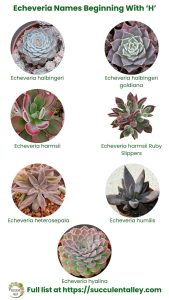 200+ Echeveria Types With Pictures (Echeveria Identification Chart