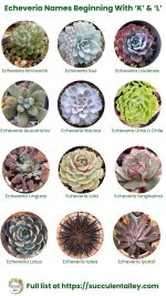 200+ Echeveria Types With Pictures (Echeveria Identification Chart