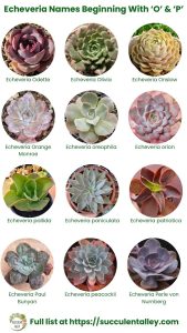 200+ Echeveria Types With Pictures (Echeveria Identification Chart ...