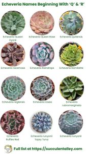 200+ Echeveria Types With Pictures (Echeveria Identification Chart ...