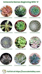 200+ Echeveria Types With Pictures (Echeveria Identification Chart ...