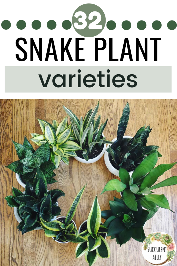 32 types of snake plants