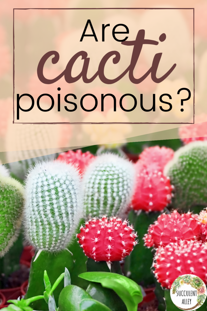 are cacti poisonous