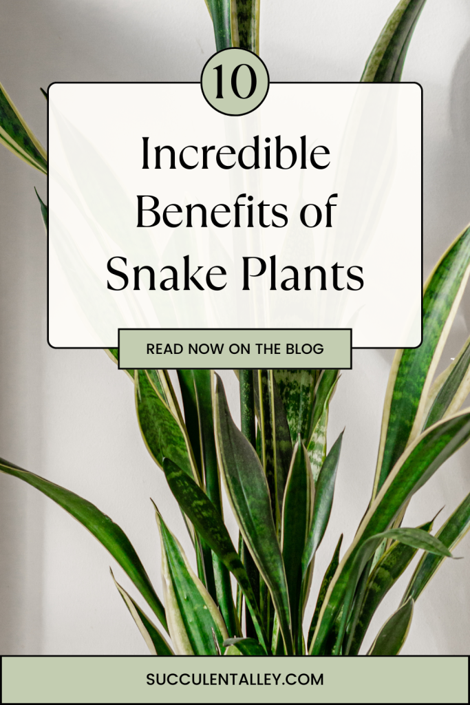 benefits of snake plants