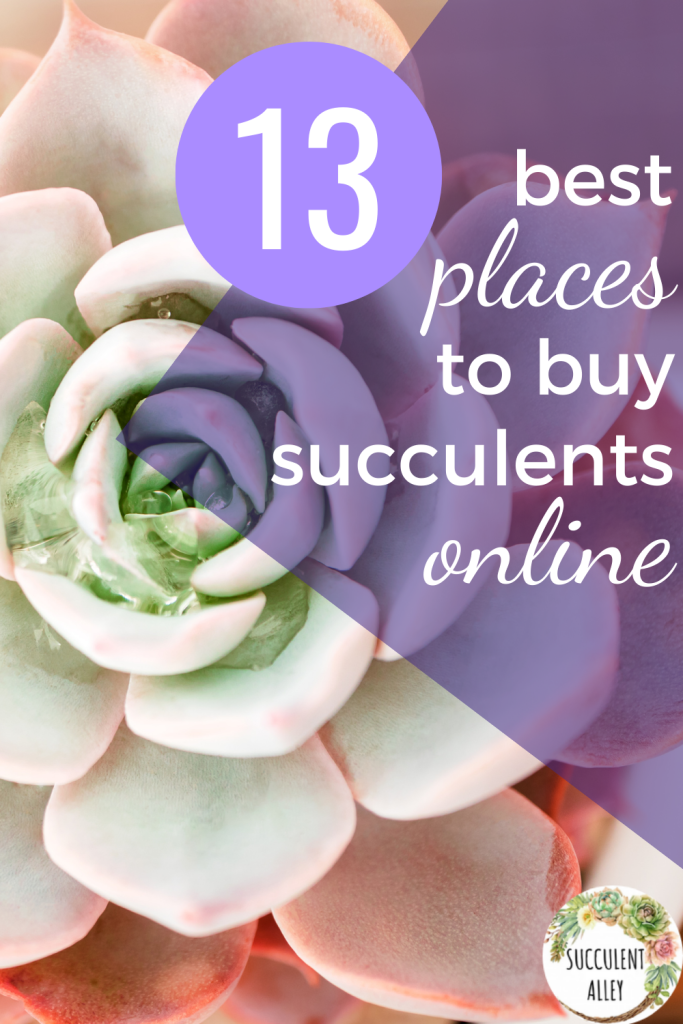 best place to buy succulents online
