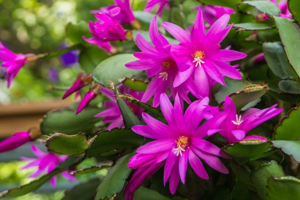 christmas cactus lighting requirements