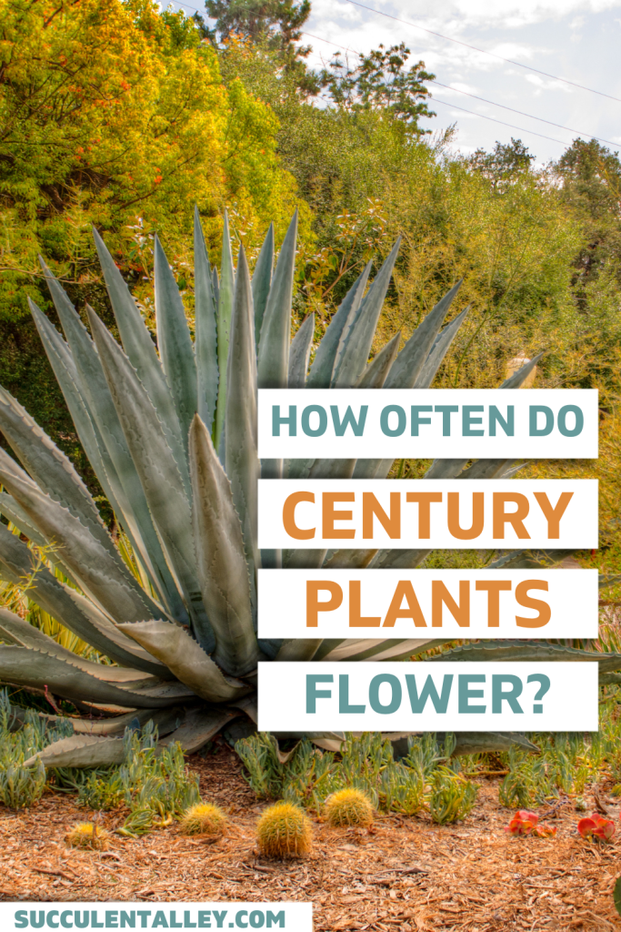 how often do century plants bloom