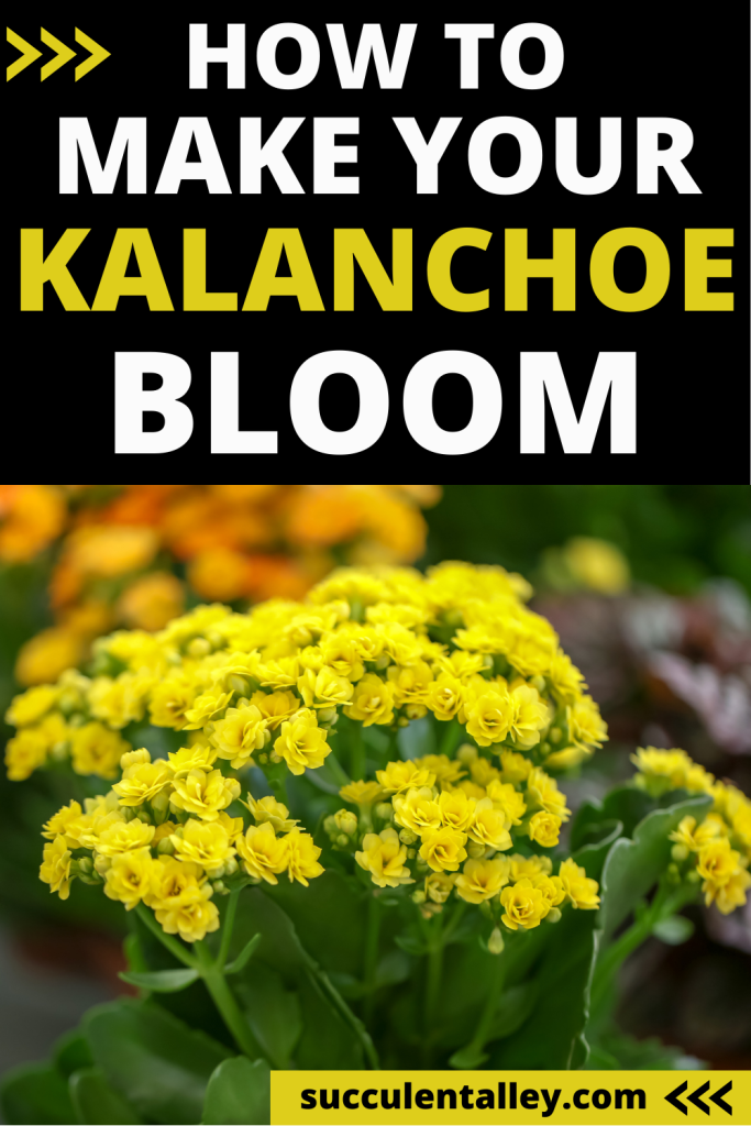 how to make kalanchoe bloom