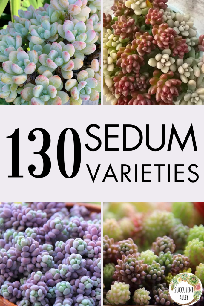sedum varieties